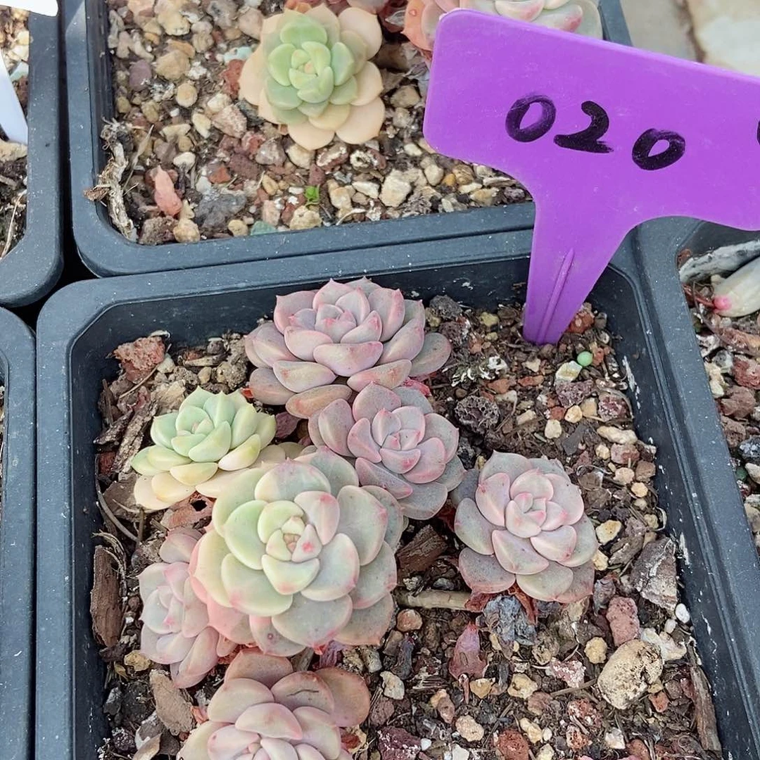 探戈锦一物一拍020