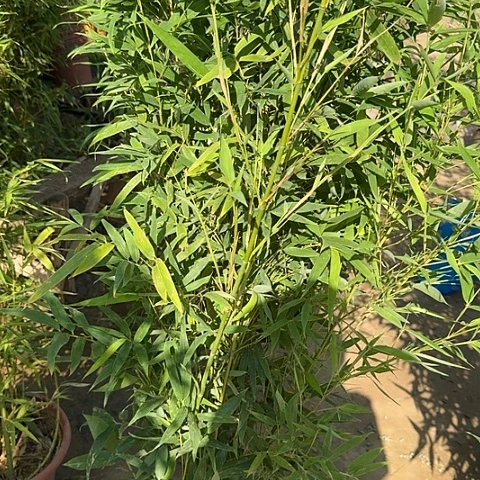完全开放滨翠竹滨翠竹湖是我县唯一有名气又颇为著名