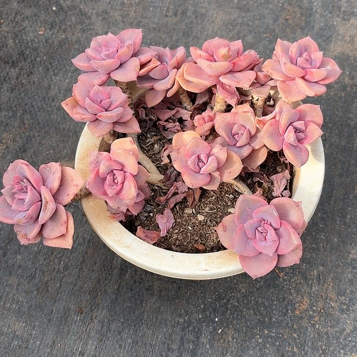 多肉植物，彩虹糖