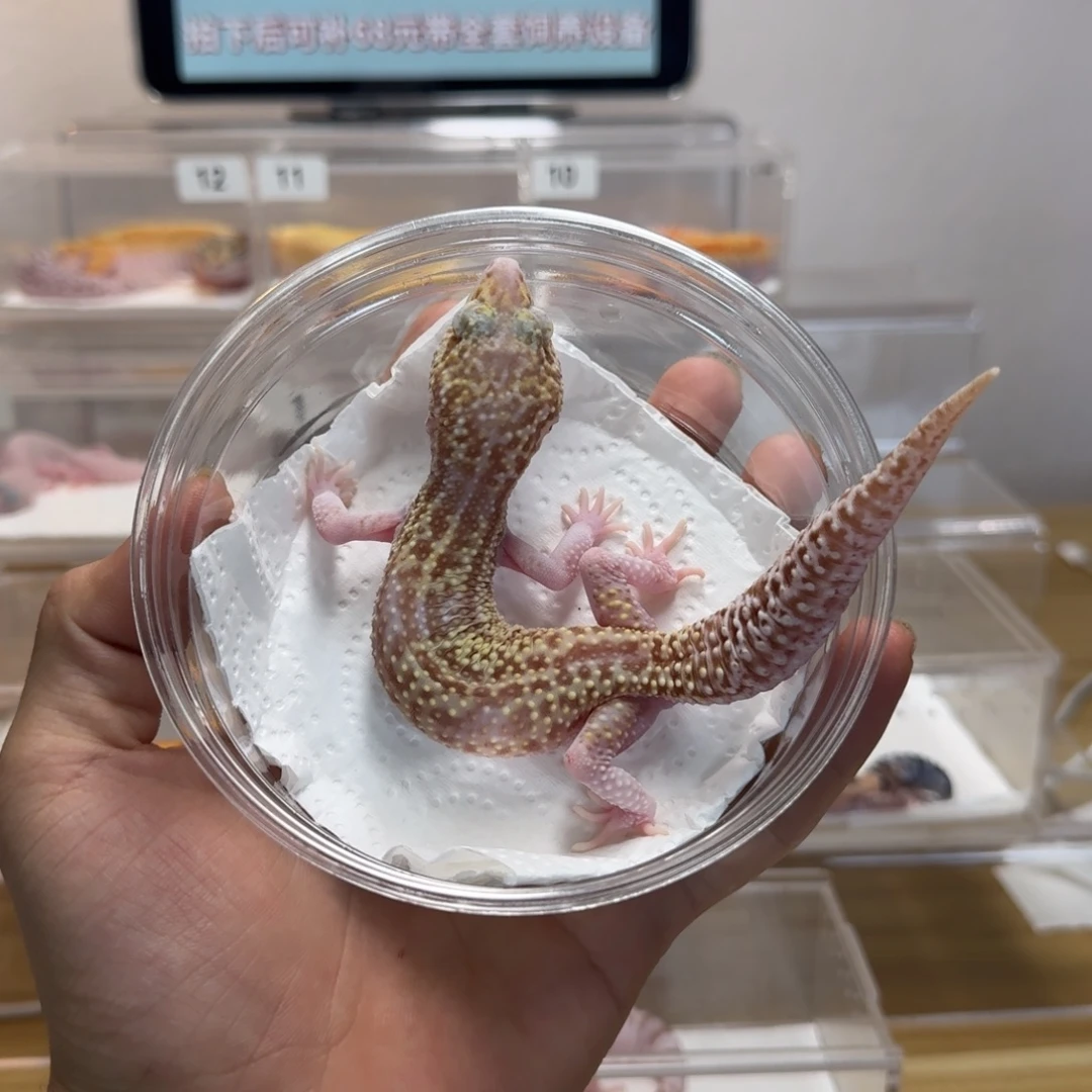 豹纹守宫雪花贝尓妹妹