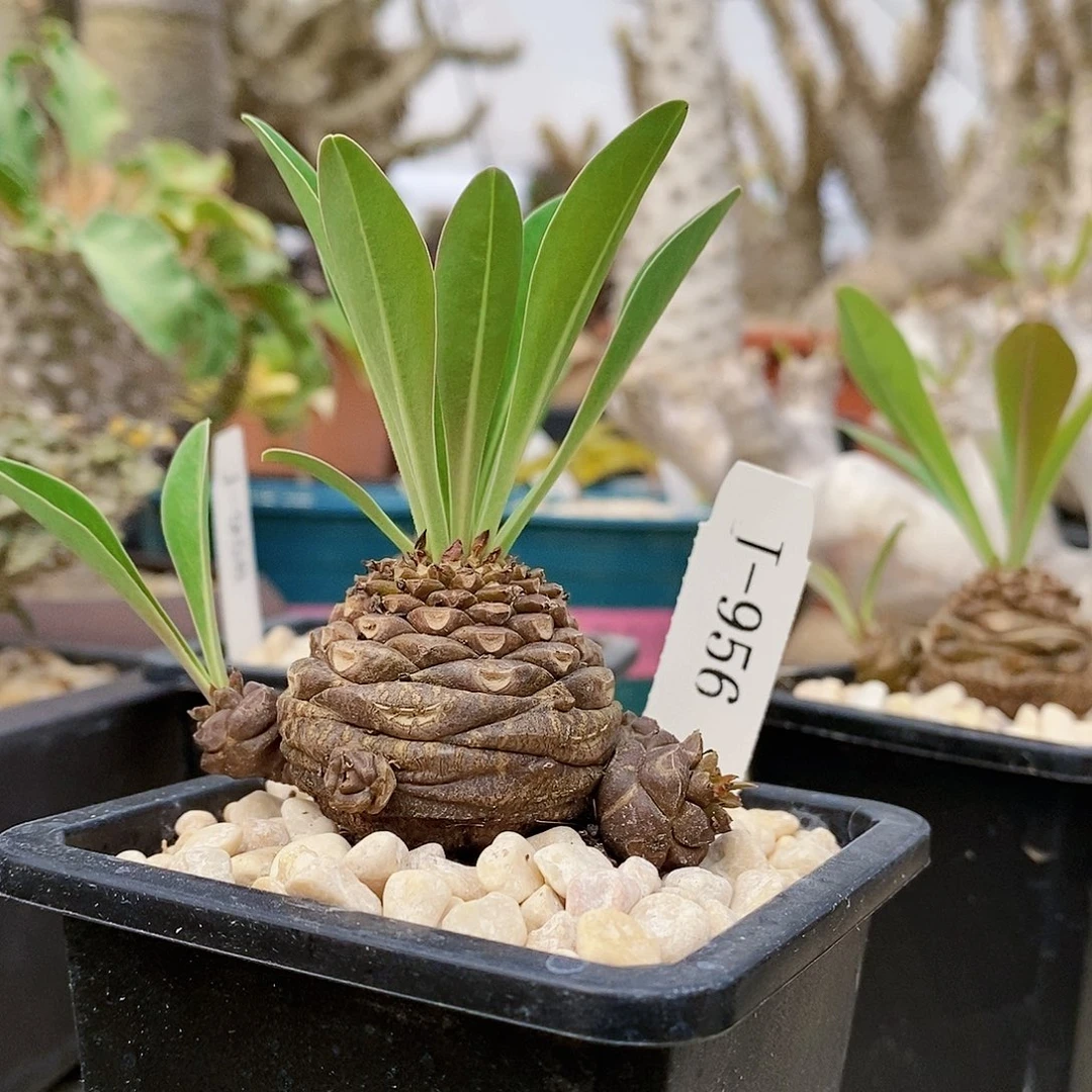 铁甲丸。多肉 J-956