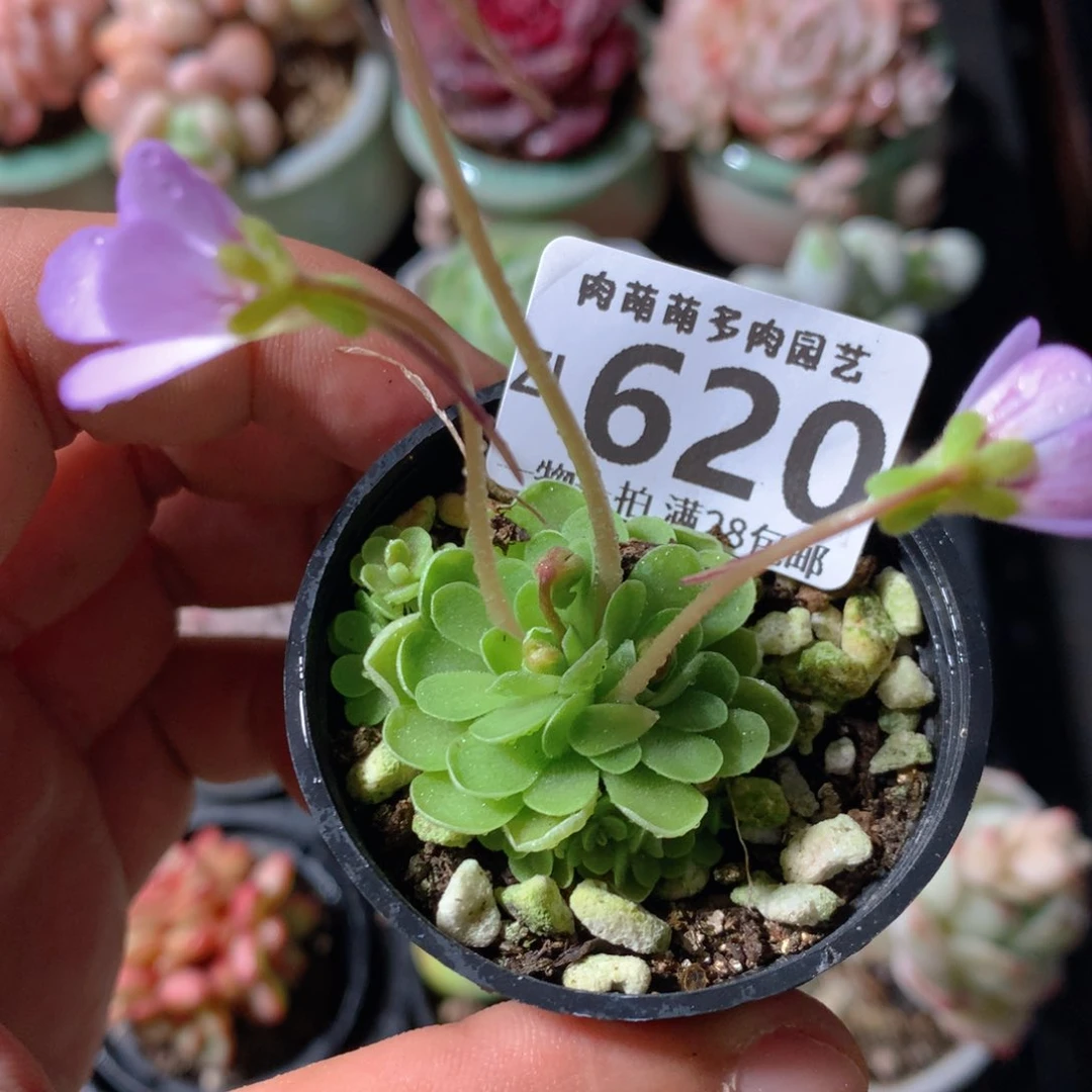 5CM拇指盆精控多肉ZI620