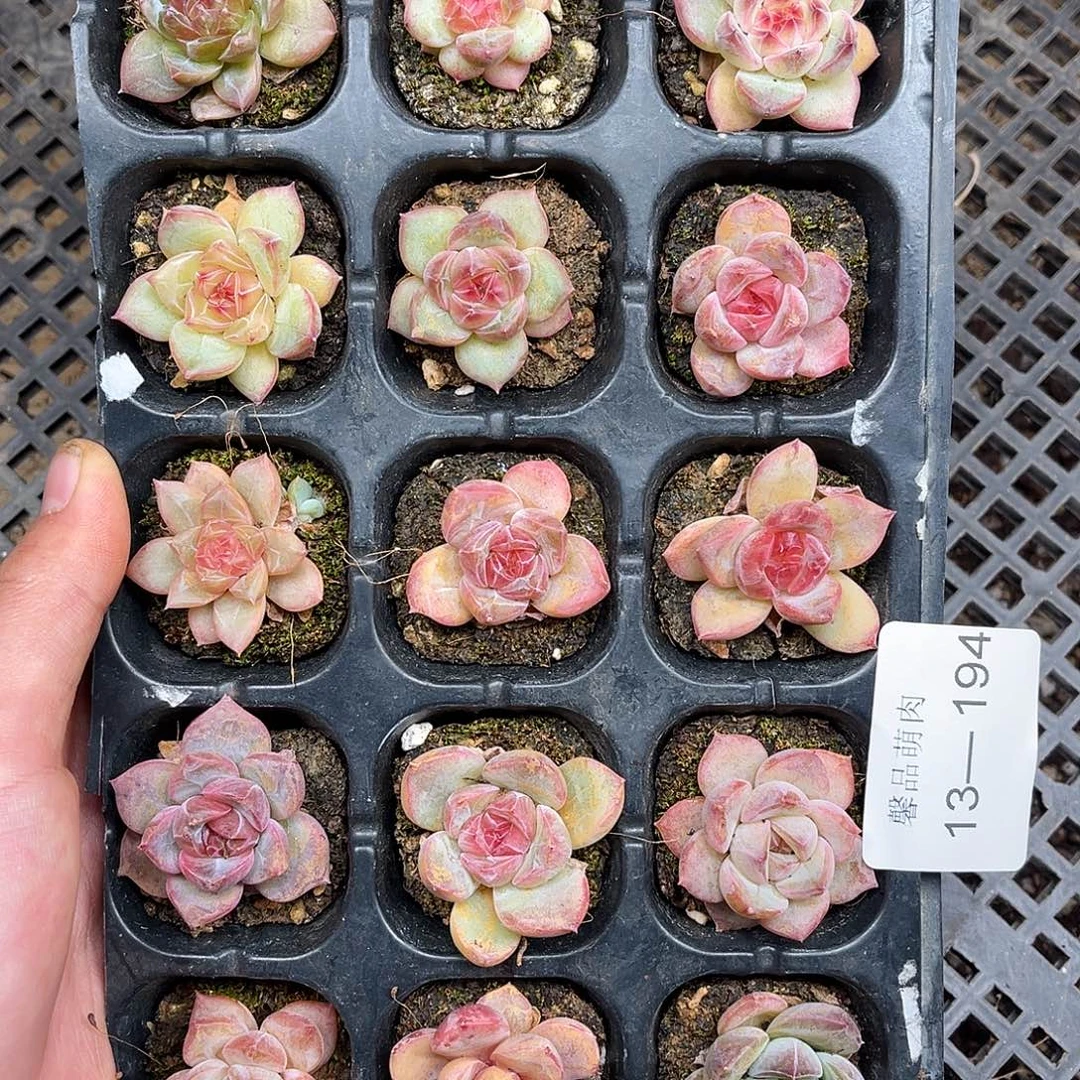 多肉一物一拍13-194