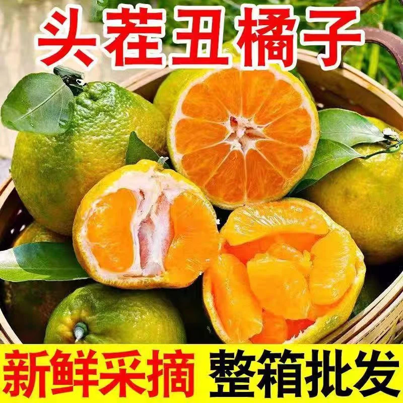 云南高山丑橘脆爽酸甜多仓发货