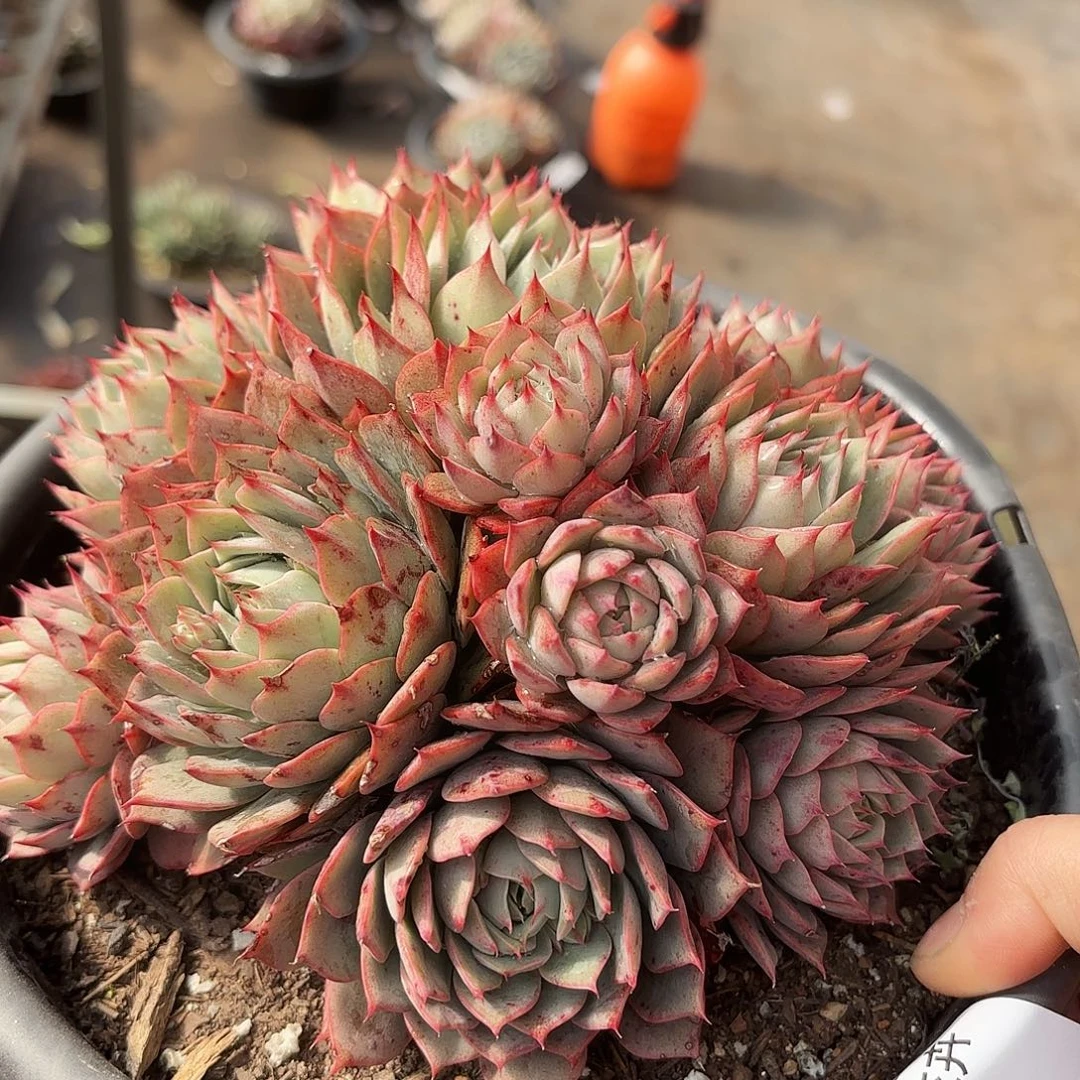 同温层多肉林杰安娜74