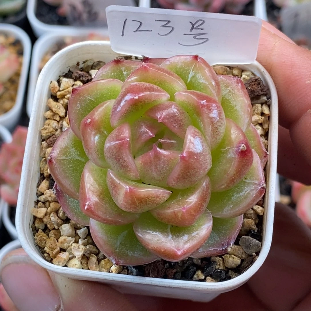 天官赐福百无禁忌