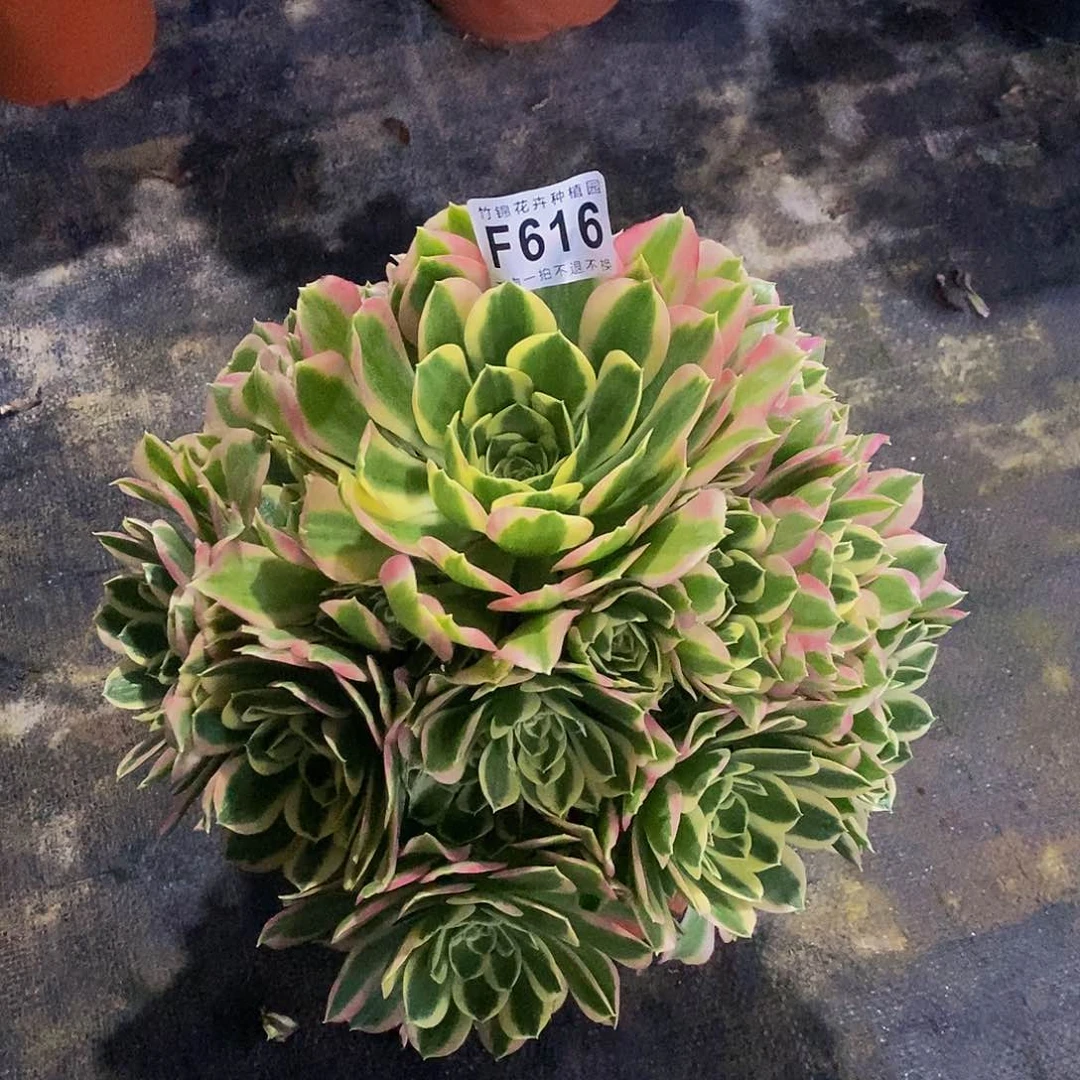 616百凤法师锦一棵