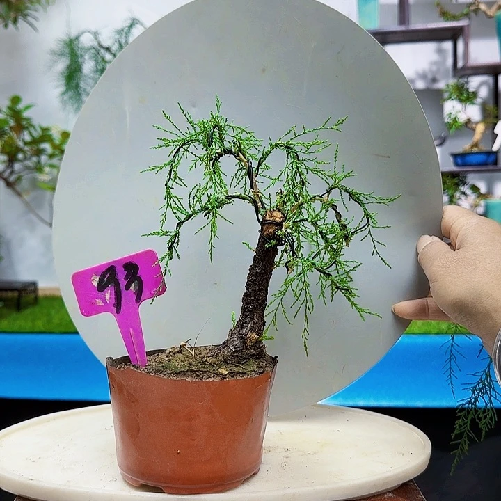 用****5是大哥激励