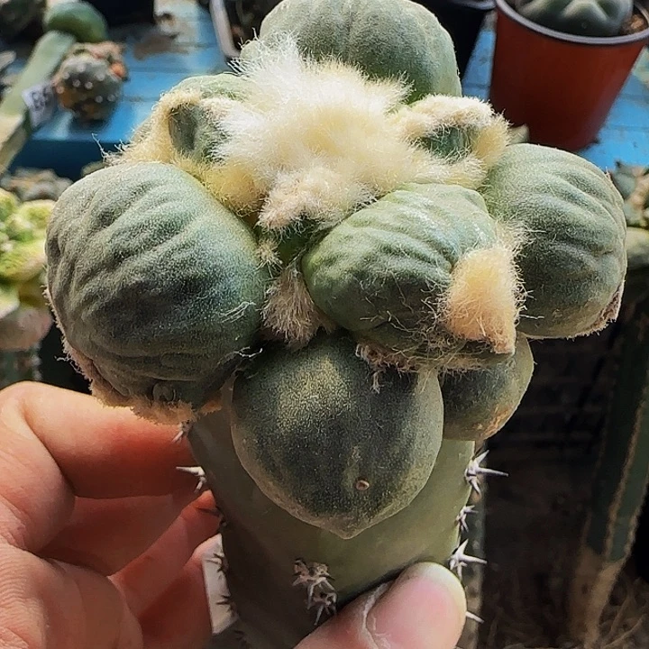 大尤蛋蛋550仙人球