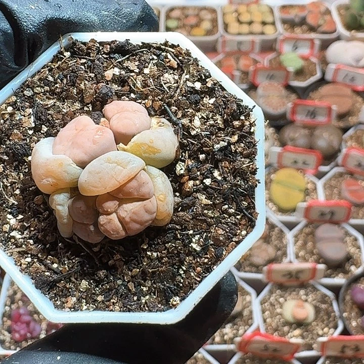 生石花233:/。  121