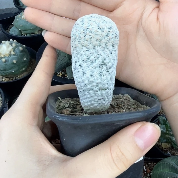 白鸟仙人球一物一拍实生