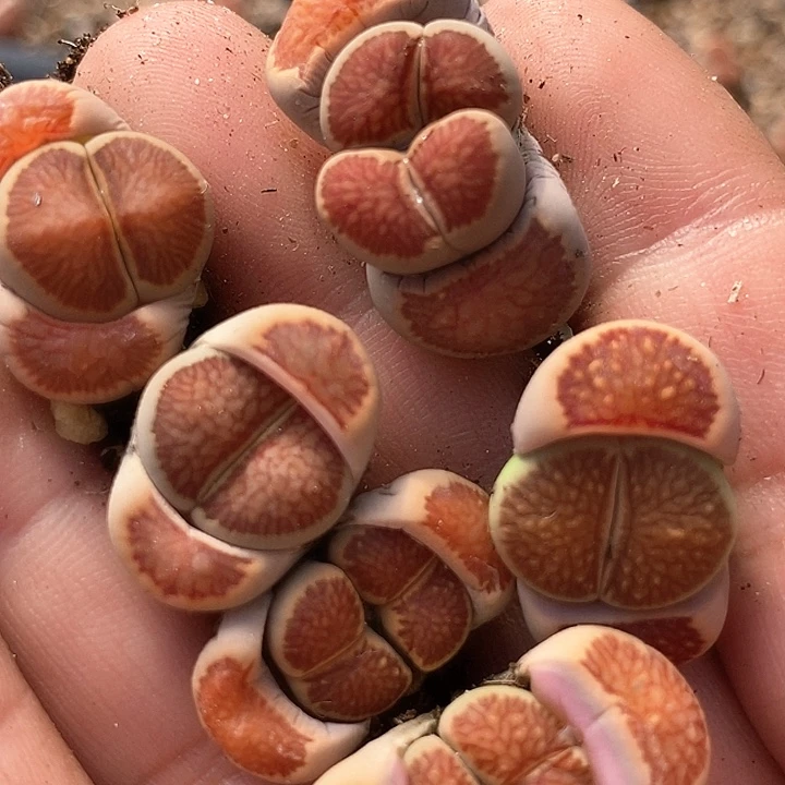 29527单头红窗菊一颗