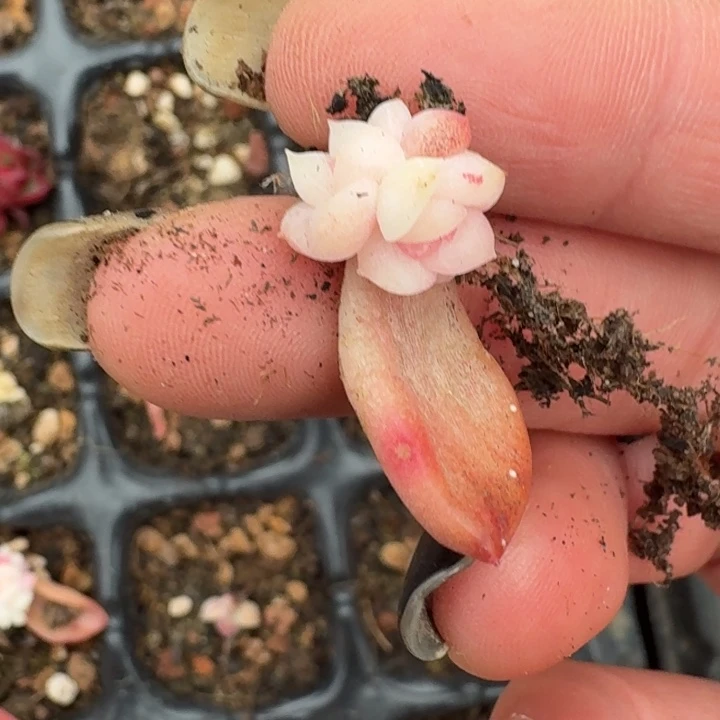 一物一拍珍妮好看413