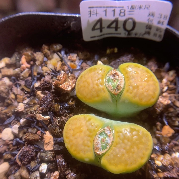 精品生石花118.400