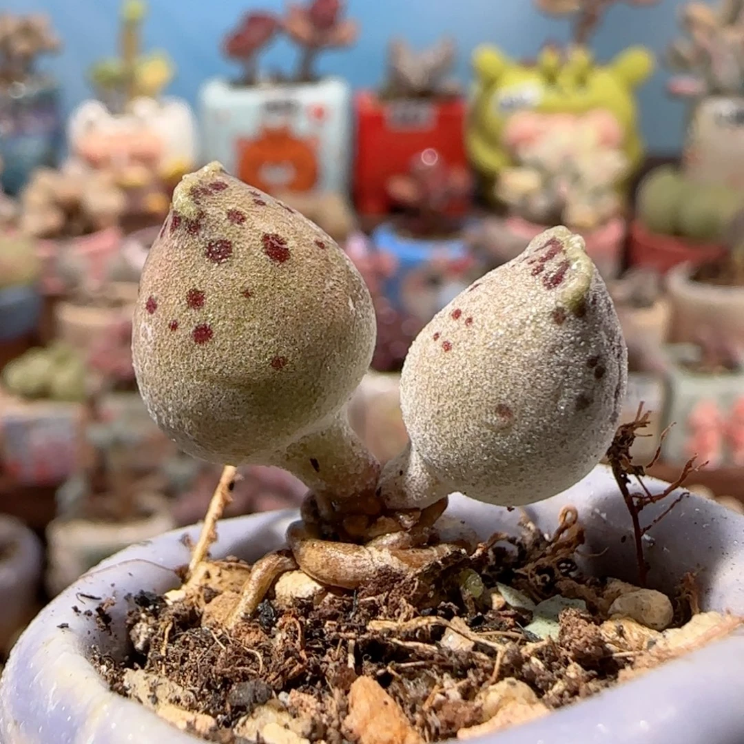 丸叶粉海豹 盆口3cm