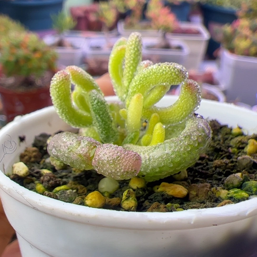 多肉植物枝干超白三色