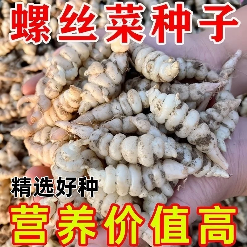 宝塔菜种子四季种植盆栽阳台