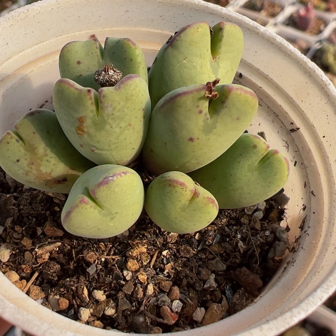 258多肉植物种类多样