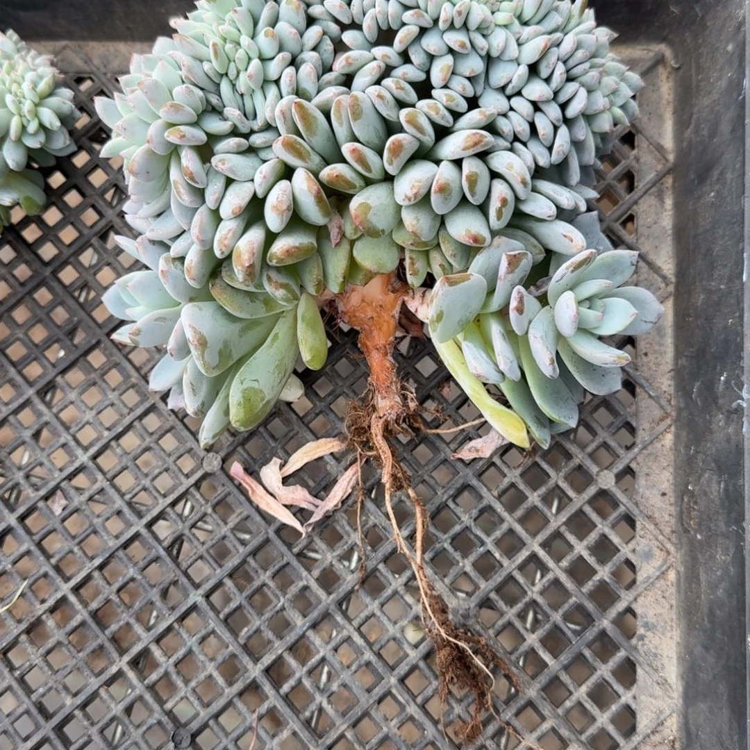 木***）星影树缀无砍多肉