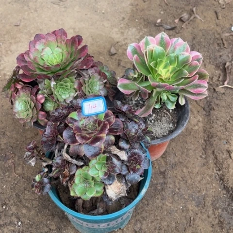 714多肉植物组合，