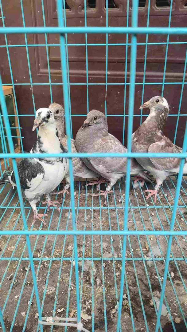信鸽幼鸽2只包邮鸽子粮