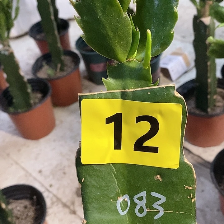 当前无花栽培后可以开花卡***子083，12号