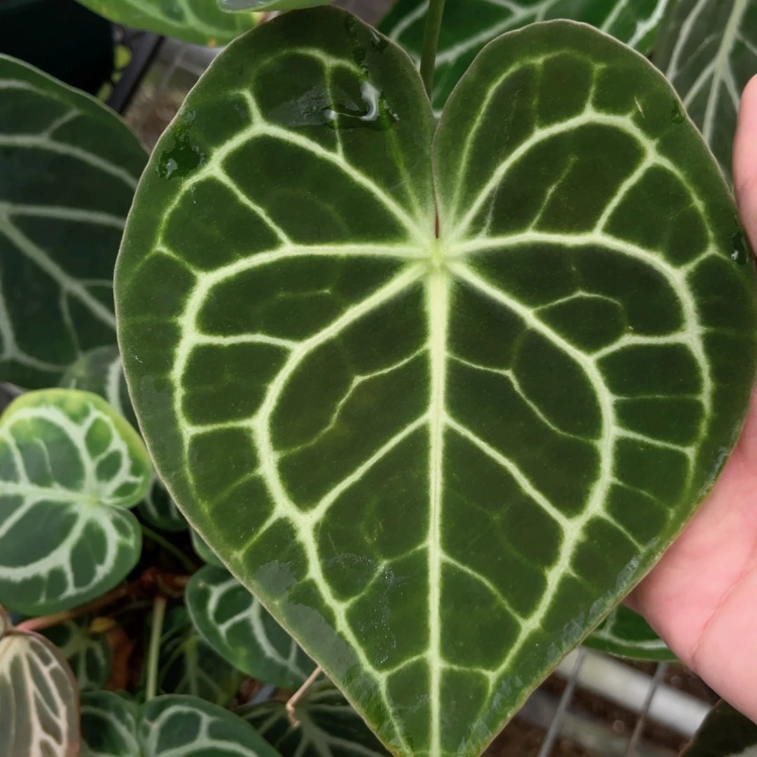 完全开放印尼克莱恩