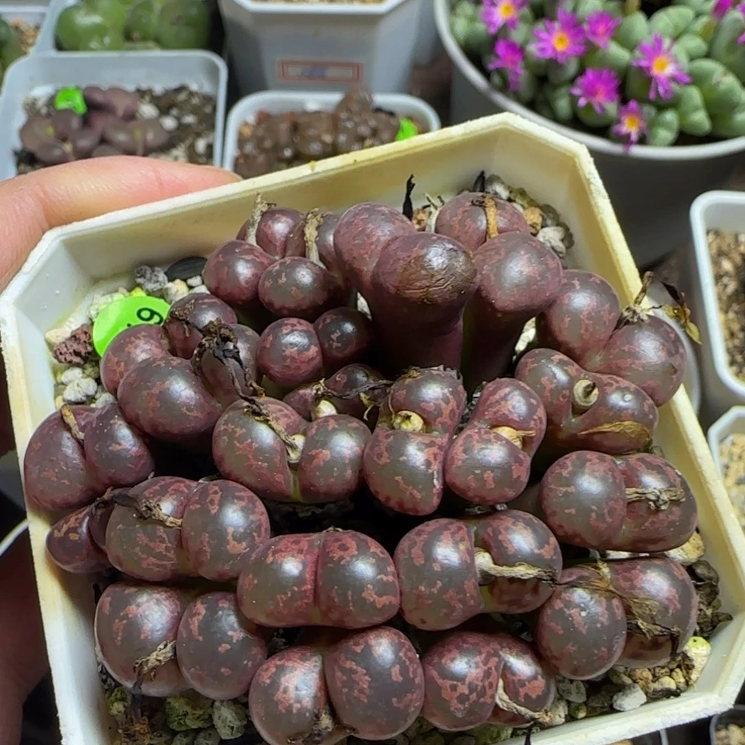 大红k勋巨无霸24头多肉植物119