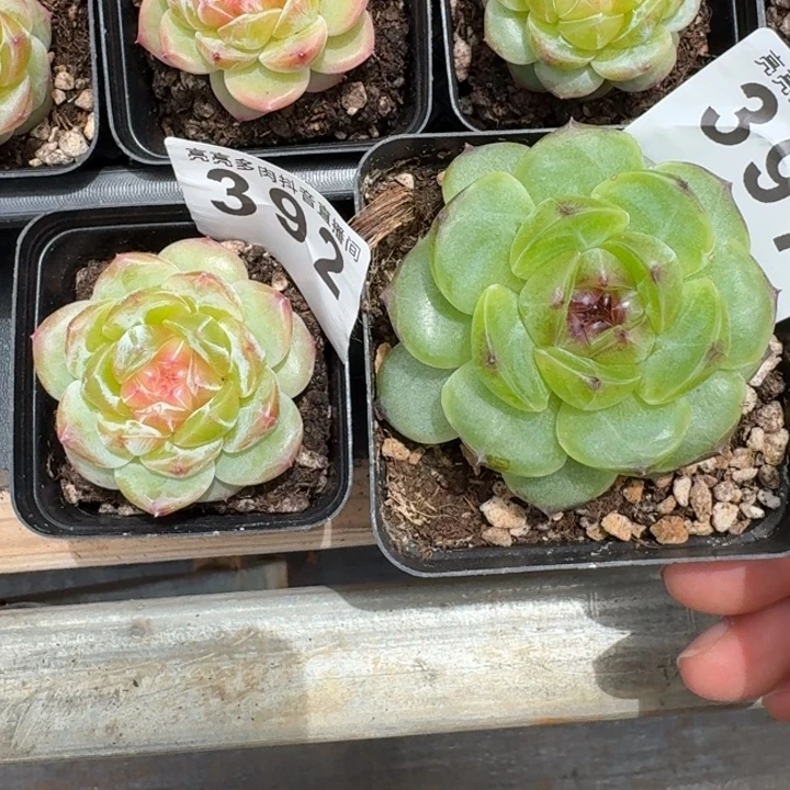 草***r专拍         多肉植物