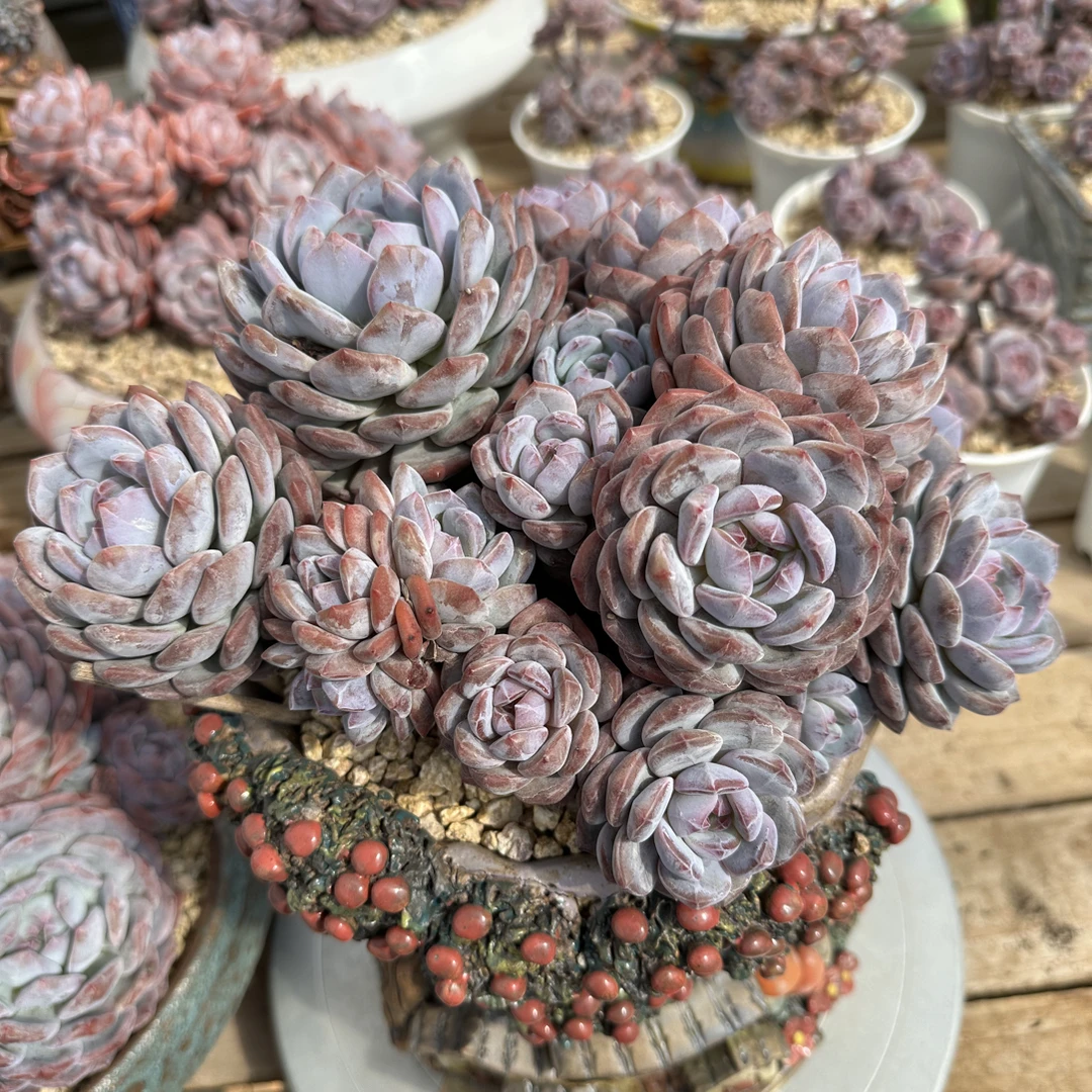 精品精控石榴籽星影多肉植物造型桩控养老桩