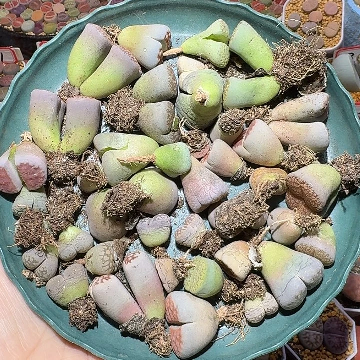 生石花111222。 无售后。  300