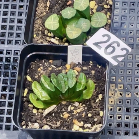 262万像玉扇一物一图如图