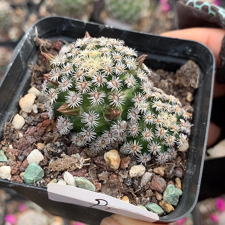 92 实生克氏丸5厘米