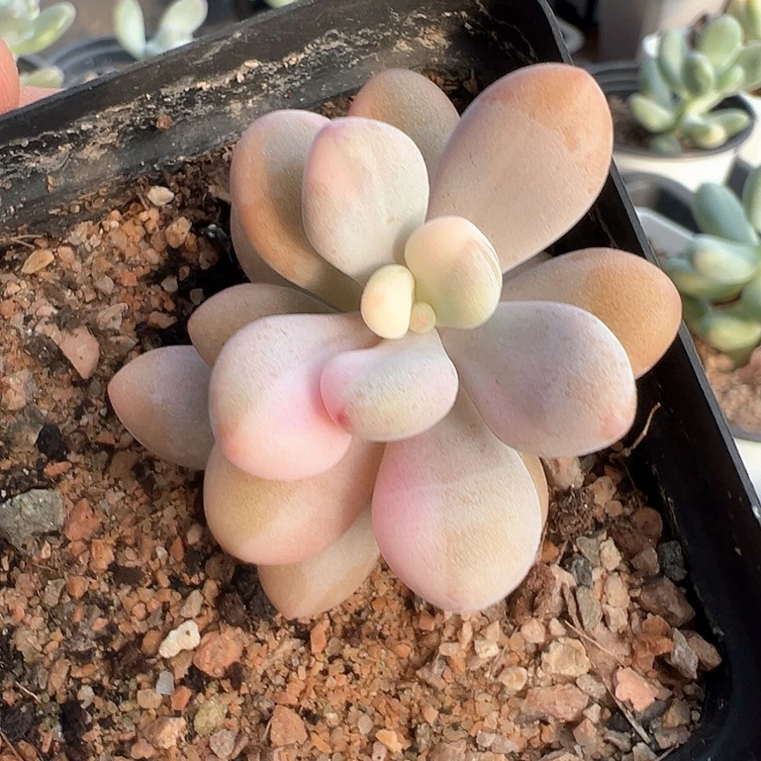 桃蛋锦 小方花圃一物一拍
