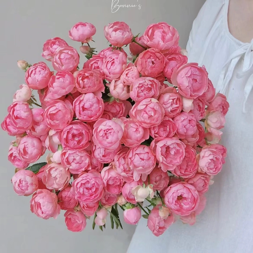 【思芹花卉|红泡芙多头玫瑰】A级品牌玫瑰，云南基地直发顺丰冷链