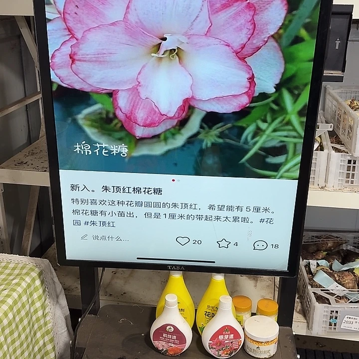 棉花糖直径5公分自然球