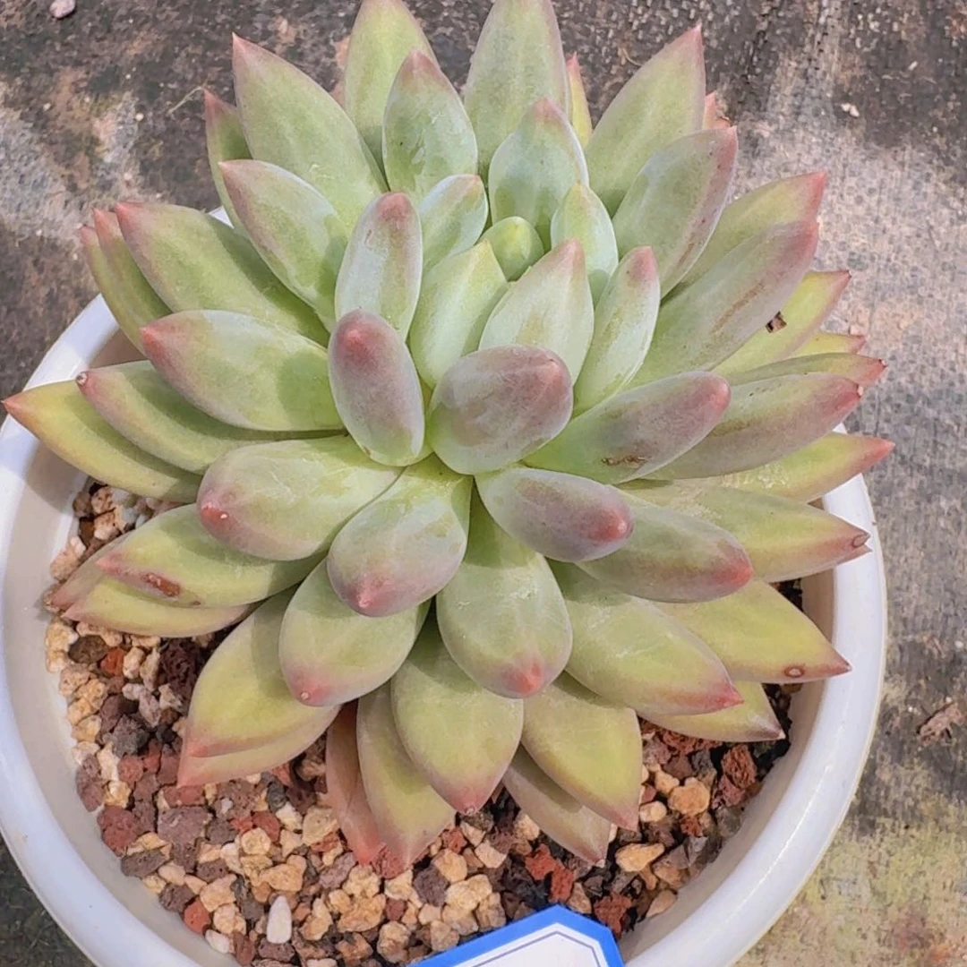 爱***菜513水晶球杂凡艺多肉