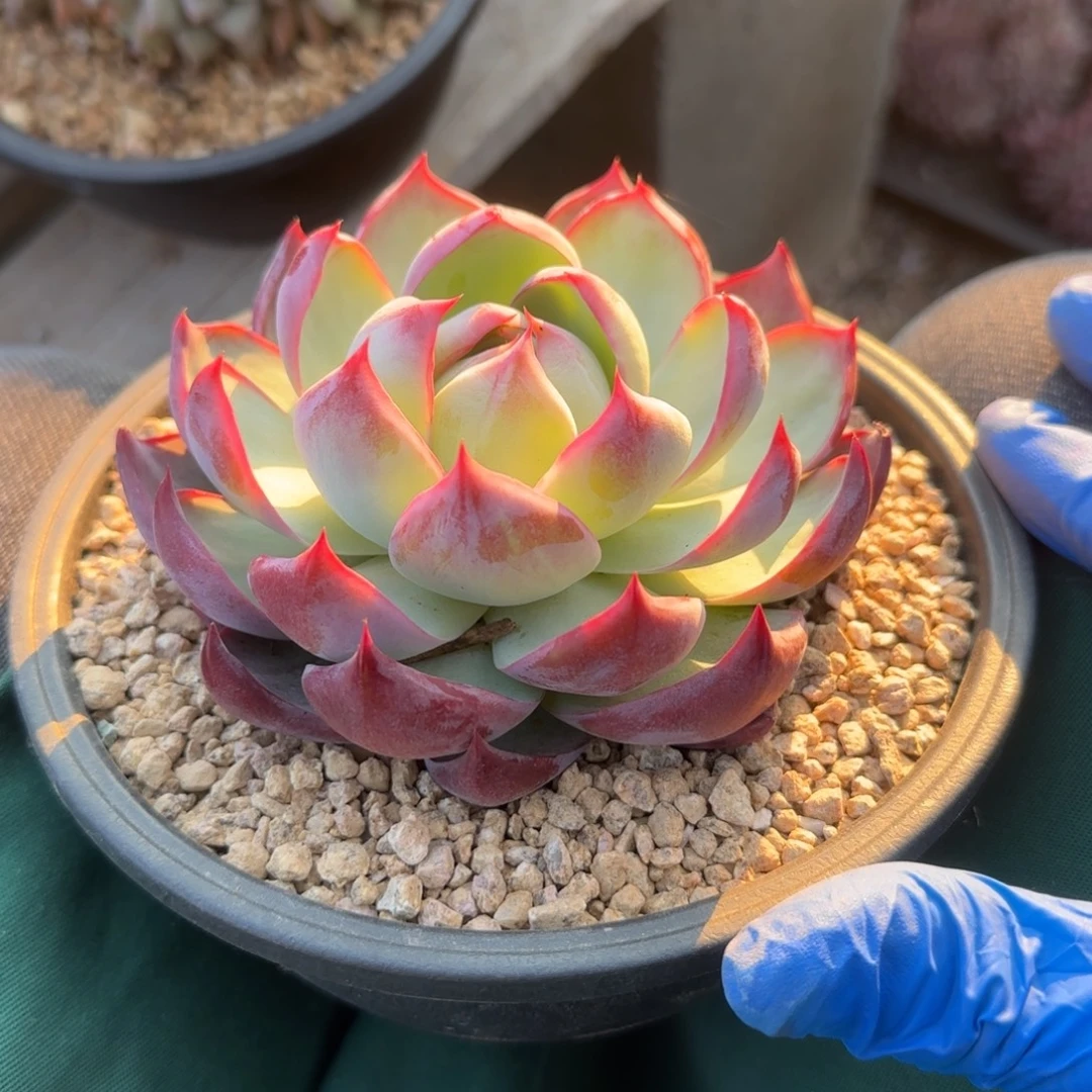 惊鸿单头五十包邮老桩