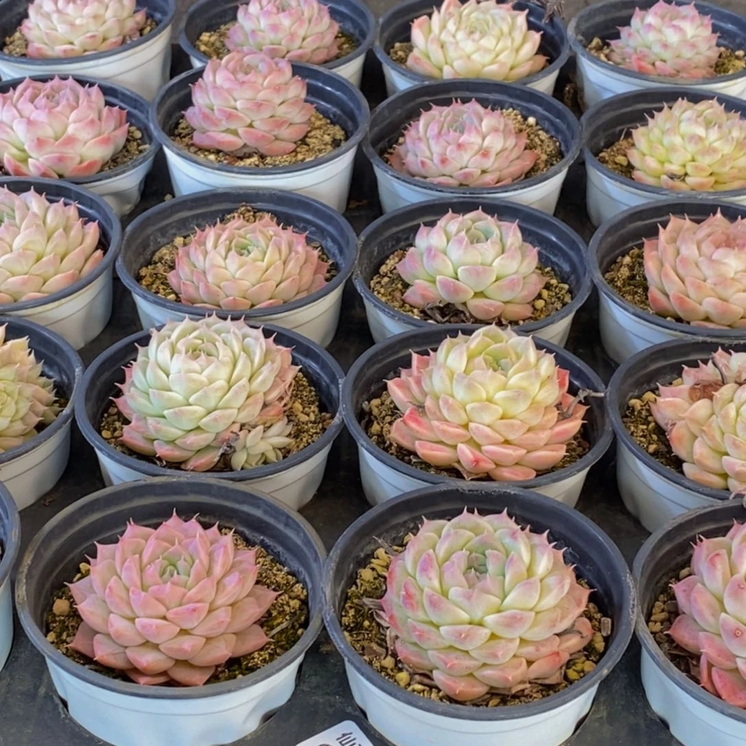 大***?664多肉植物保护研究所所长助理