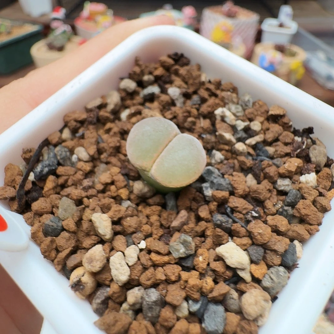 多肉植物福利风铃410