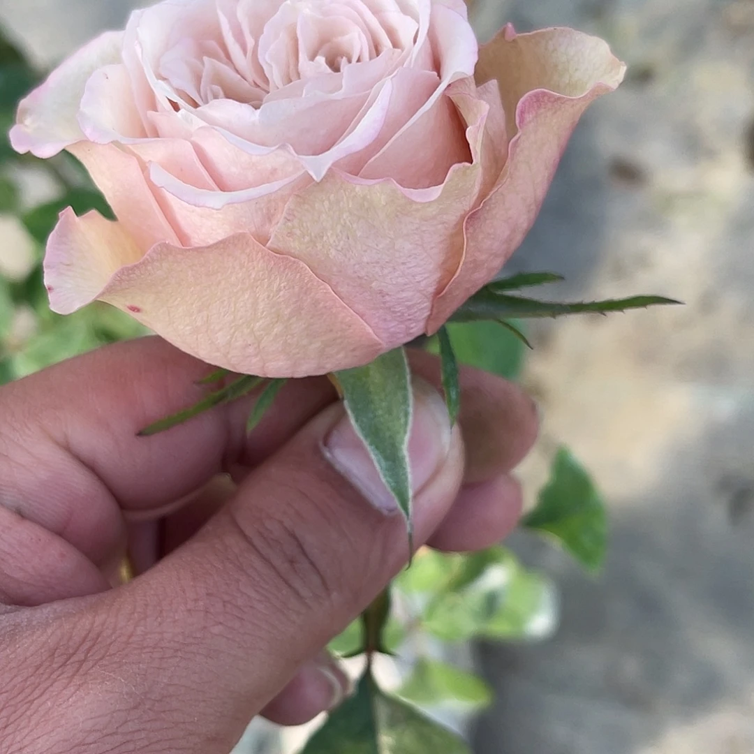 无花朵——-bc30 福利款