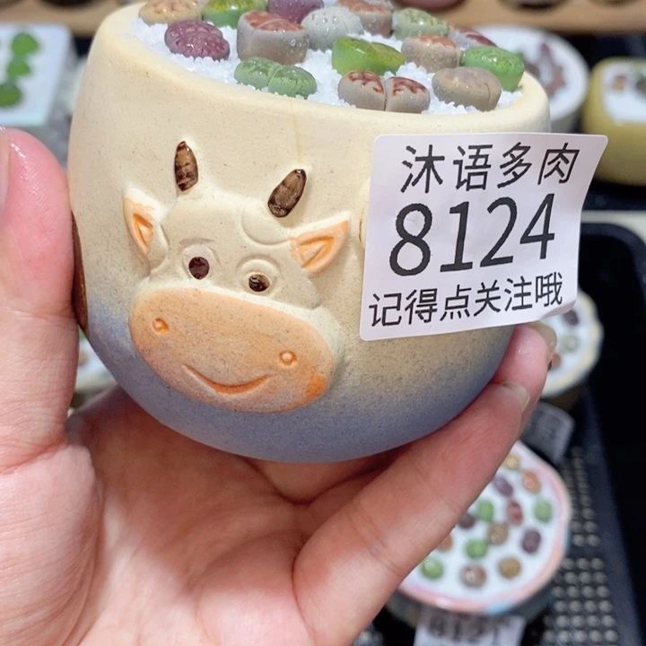 带盆土植物 精美盆栽8124