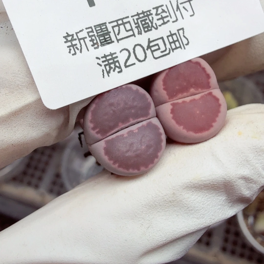 好喜欢看肖蘸唱歌跳舞打194