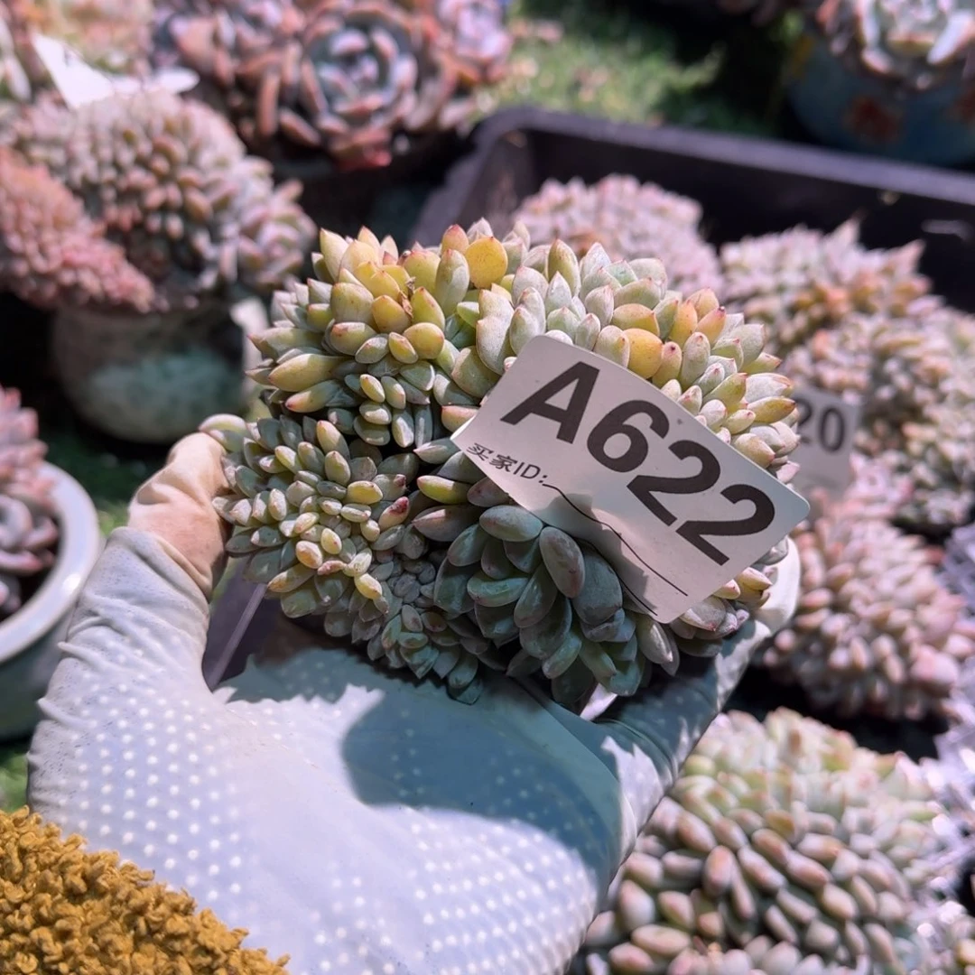 加*糖呀呀呀呀呀呀呀呀呀