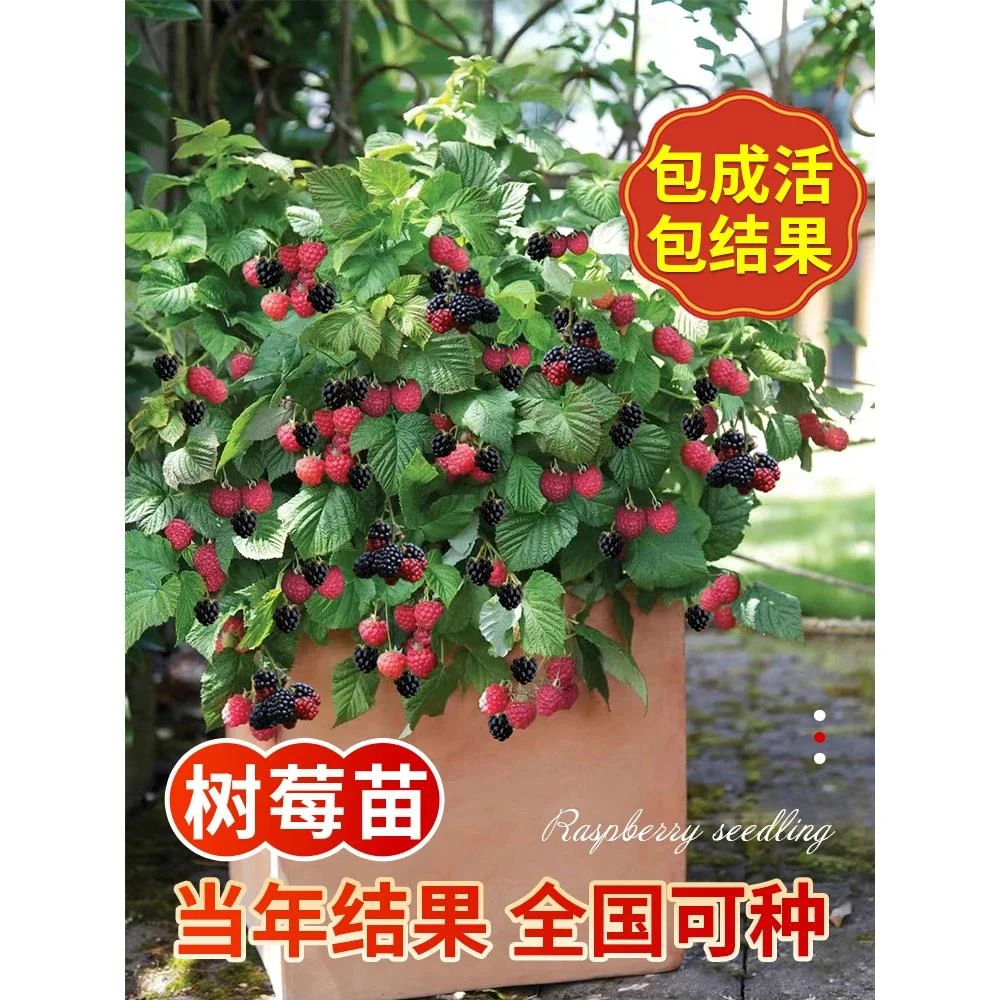 树莓苗双季覆盆子果树苗盆栽地栽南北方种植当年结果红黄黑树莓苗