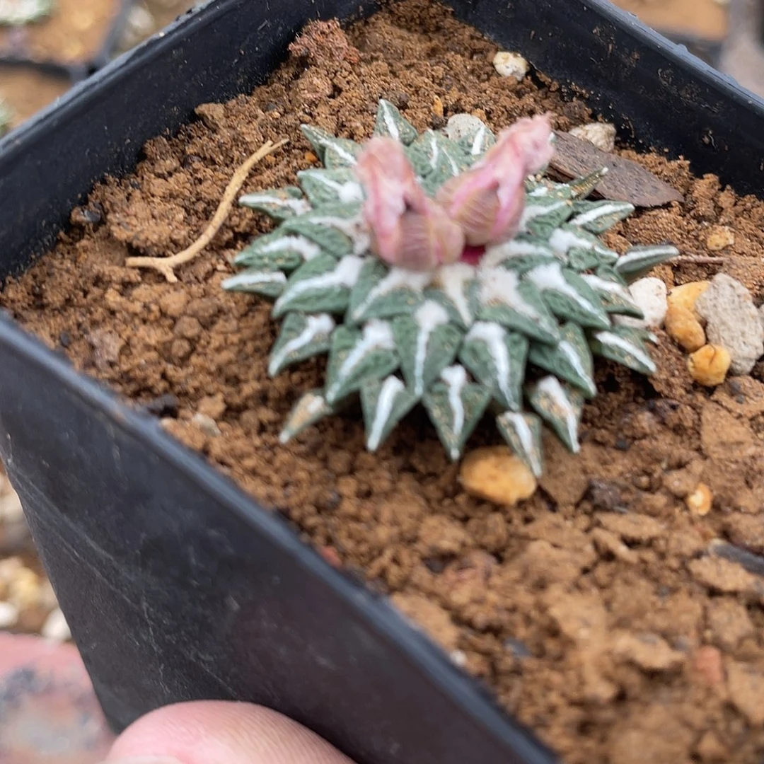 实生馒头型白花姬牡丹