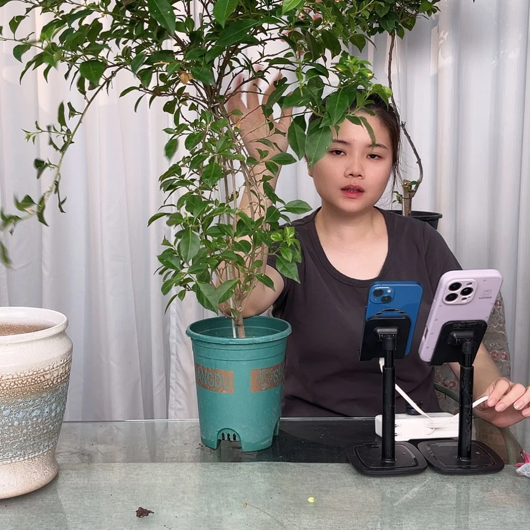 当前无花栽培后可以开花柳叶苹果花带竹一颗