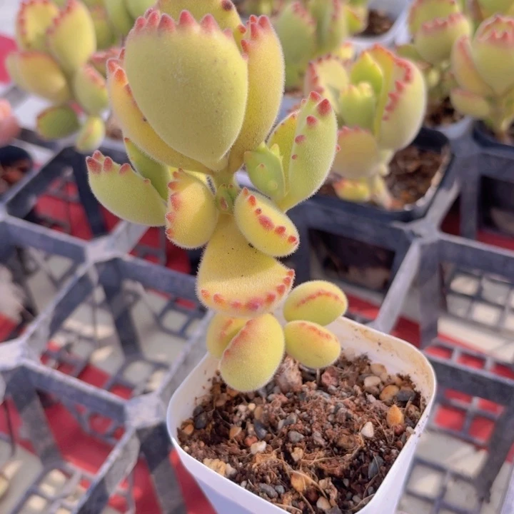 熊童子多肉植物9.9
