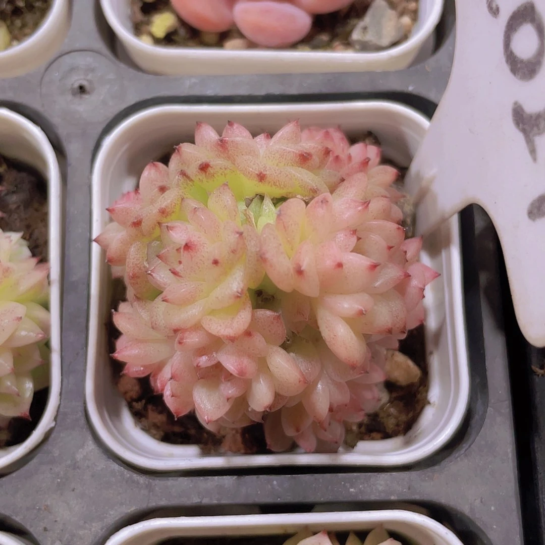 蝴蝶麦秆a024一物一拍