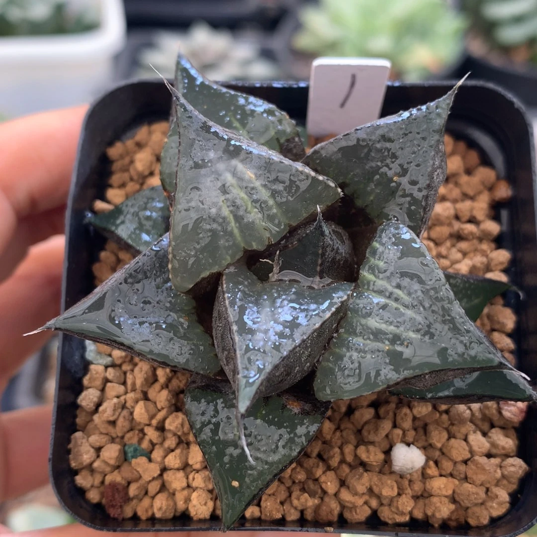 白凤芭提雅，带盆一起